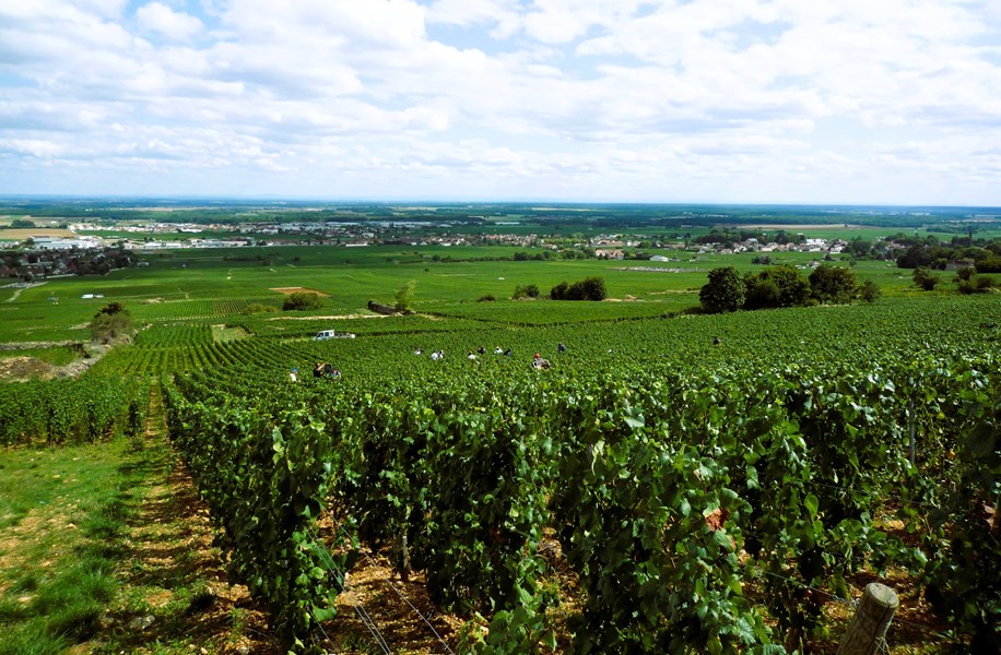 <p>Domaine Trapet har v&aelig;rt drevet biodynamisk siden midten av 1990-tallet, med sertifiserting av Biodivin fra 1998 og Demeter fra 2005, men utviklingen i vinmarkene fortsetter. I de senere &aring;rene har deler av eiendommen blitt konvertert til <em>&eacute;chalas</em>, som vil si at hver enkelt plante er st&oslash;ttet opp av en stake fremfor &aring; v&aelig;re bundet opp med en horisontal metalltr&aring;d, tilsvarende det man typisk ser i C&ocirc;te-R&ocirc;tie for eksempel. Ellers bindes plantene n&aring; opp h&oslash;yere enn normalt.</p>