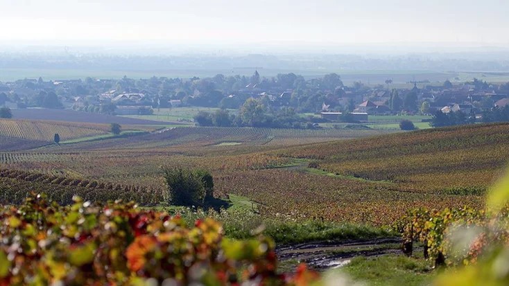 vineyard ledru.jpeg