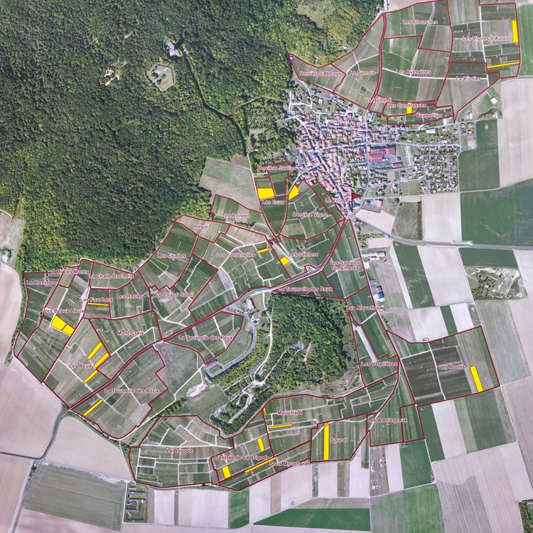 VINEYARD MAP.jpeg