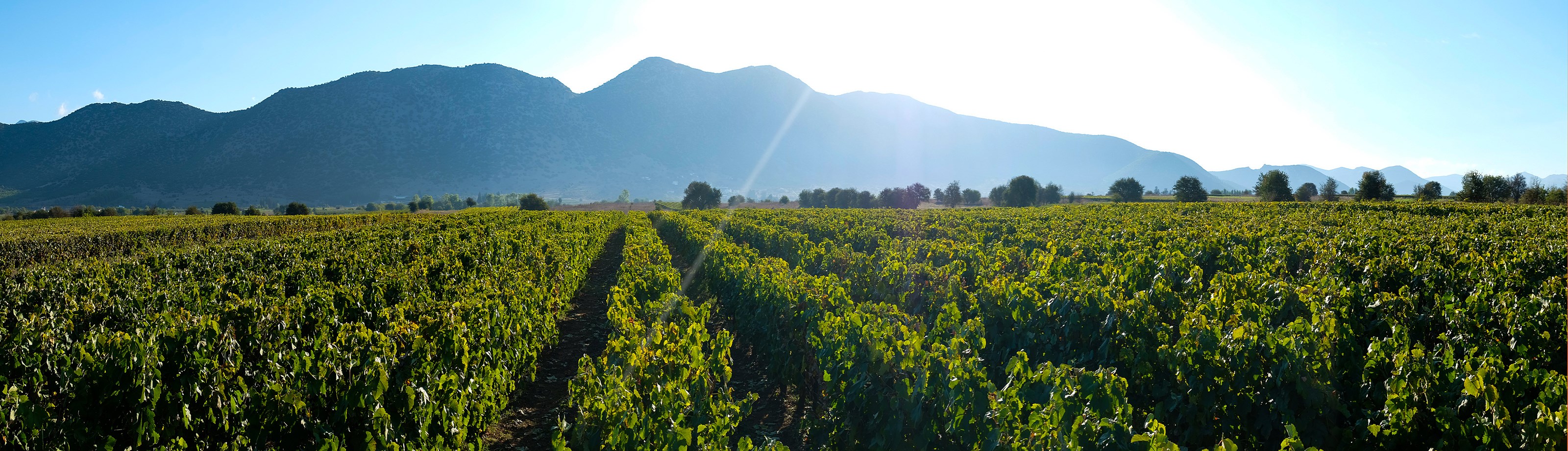 VINEYARDS VIEW.JPG
