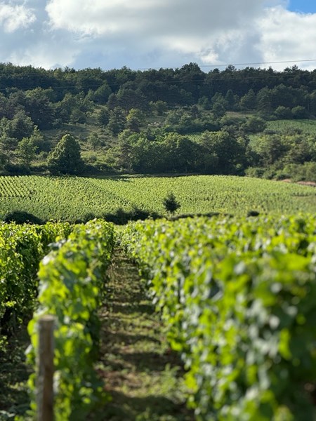 <p>Benoit Moreau jobbet fra 1990 i vinmarkene p&aring; familieeiendommen Domaine Bernard Moreau &amp; Fils sammen med hans far, Bernard, og hans bror Alex, f&oslash;r han valgte &aring; skille ut sin del av vinmarkene og starte sin egen eiendom. Hans f&oslash;rste &aring;rgang under egen etikett, 2020, er utelukkende laget av innkj&oslash;pte druer fra &oslash;kologiske og biodynamiske vinmarker i og rundt Chassagne-Montrachet, for det var ikke f&oslash;r i november dette &aring;ret at hans del av familievinmarkene, totalt 4,2 hektar, kom under hans eie. Den f&oslash;rste &aring;rgangen produsert fra egne vinmarker er dermed 2021.</p>