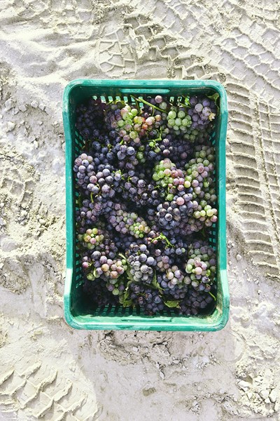 Biodynamisk Vitikultur med sandholdig jodsmån, kalk og mergel.