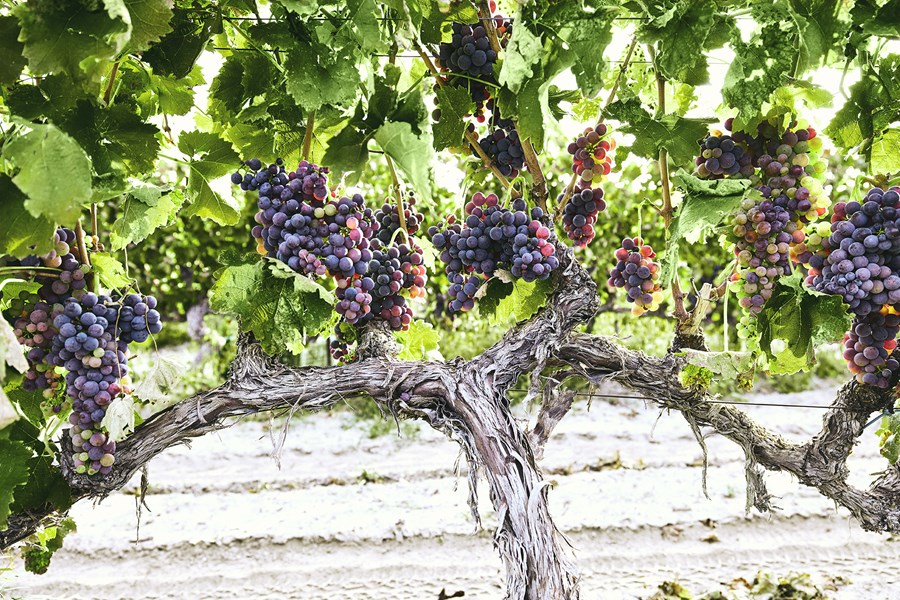 Domaine Karanika produserer musserende og stille viner av høyeste kvalitet, med full harmoni med naturen og uten noen negative virkninger på helsen til mennesker og jord. Deres organiske og biodynamiske vingårder på Amyndeo-platået helt nordvest i Hellas inkluderer svært gamle, upodede Xinomavro-vinstokker, Assyrtiko og den nesten glemte druen Limniona.