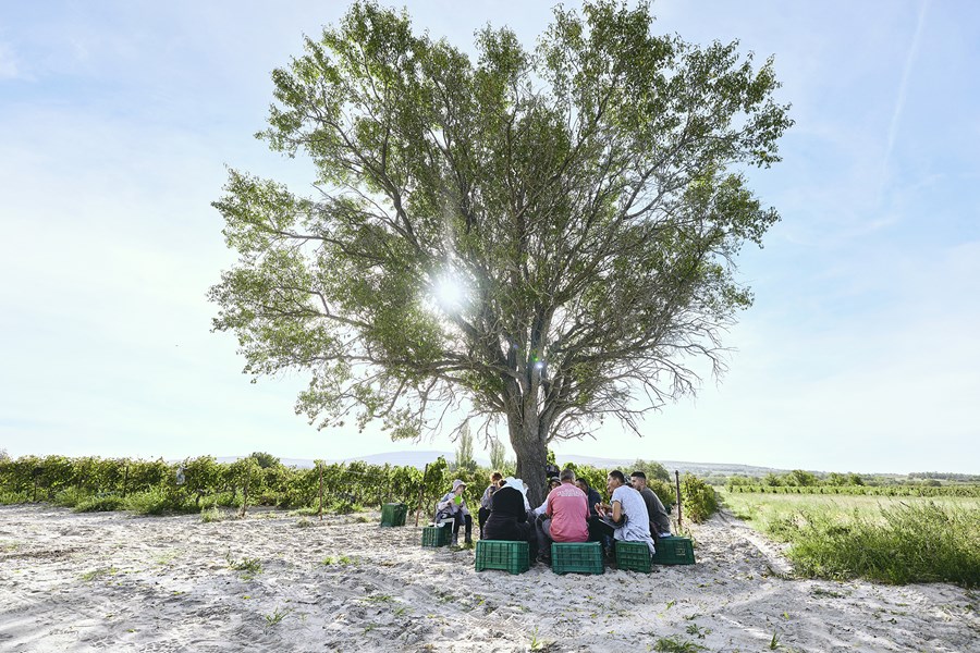 Domaine Karanika produserer musserende og stille viner av høyeste kvalitet, med full harmoni med naturen og uten noen negative virkninger på helsen til mennesker og jord. Deres organiske og biodynamiske vingårder på Amyndeo-platået helt nordvest i Hellas inkluderer svært gamle, upodede Xinomavro-vinstokker, Assyrtiko og den nesten glemte druen Limniona.