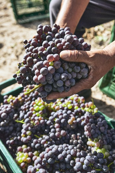 Biodynamisk Vitikultur med sandholdig jodsmån, kalk og mergel.