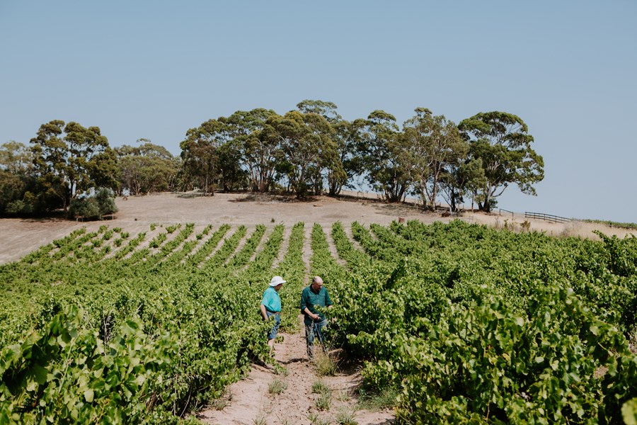 Siden 2015 har Willunga laget to enkeltvinmarksviner: én fra Sue Trotts 80 år gamle vinmark i Blewitt Springs, og én fra Bernard og Wayne Smarts 100 år gamle vinmark i Clarendon. Sistnevnte ligger høyere oppe enn Blewitt Springs, og har et mer kontinentalt klima med høyere dagtemperatur og kjølige netter. Vinen som kommer herfra har en lys, blomsteraktig og parfymert duft med røde bærfrukter, og demonstrerer hvor elegant en grenache fra McLaren Vale kan være. Vinstokkene i Blewitt Springs er plantet i gammel sandjord over leire og jernstein. Her er dagene varme og solfylte, og mikroklimaet er ellers preget av tempererende havbriser. Den resulterende vinen dufter av mørke kirsebær, med en rik og rund aromaprofil.<br></br>I 2019 kjøpte Willunga 100 vinmarken Blind Spot. Denne 19 hektar store eiendommen befinner seg i hjertet av Blewitt Springs med et jordsmonn bestående av Maslin-sand, og omfatter nesten åtte hektar med gamle bush vines med grenache ved Moritz Road i "The Hundred of Willunga". Det er disse vinstokkene som er opphavet til Willunga 100s grenache. Den høye andelen hele klaser som brukes til denne vinen fremhever den aromatiske grenache-frukten og gir en vin som er saftig og frisk, eller som de sier i Australia – smashable!