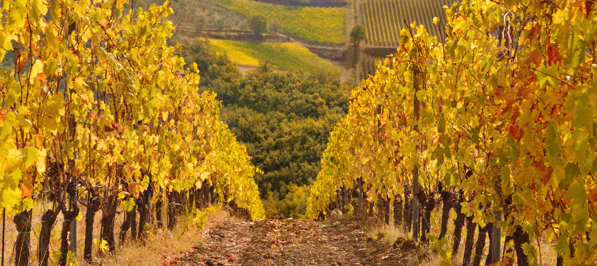 winery-generic-8 lilbert - vineyard.jpg