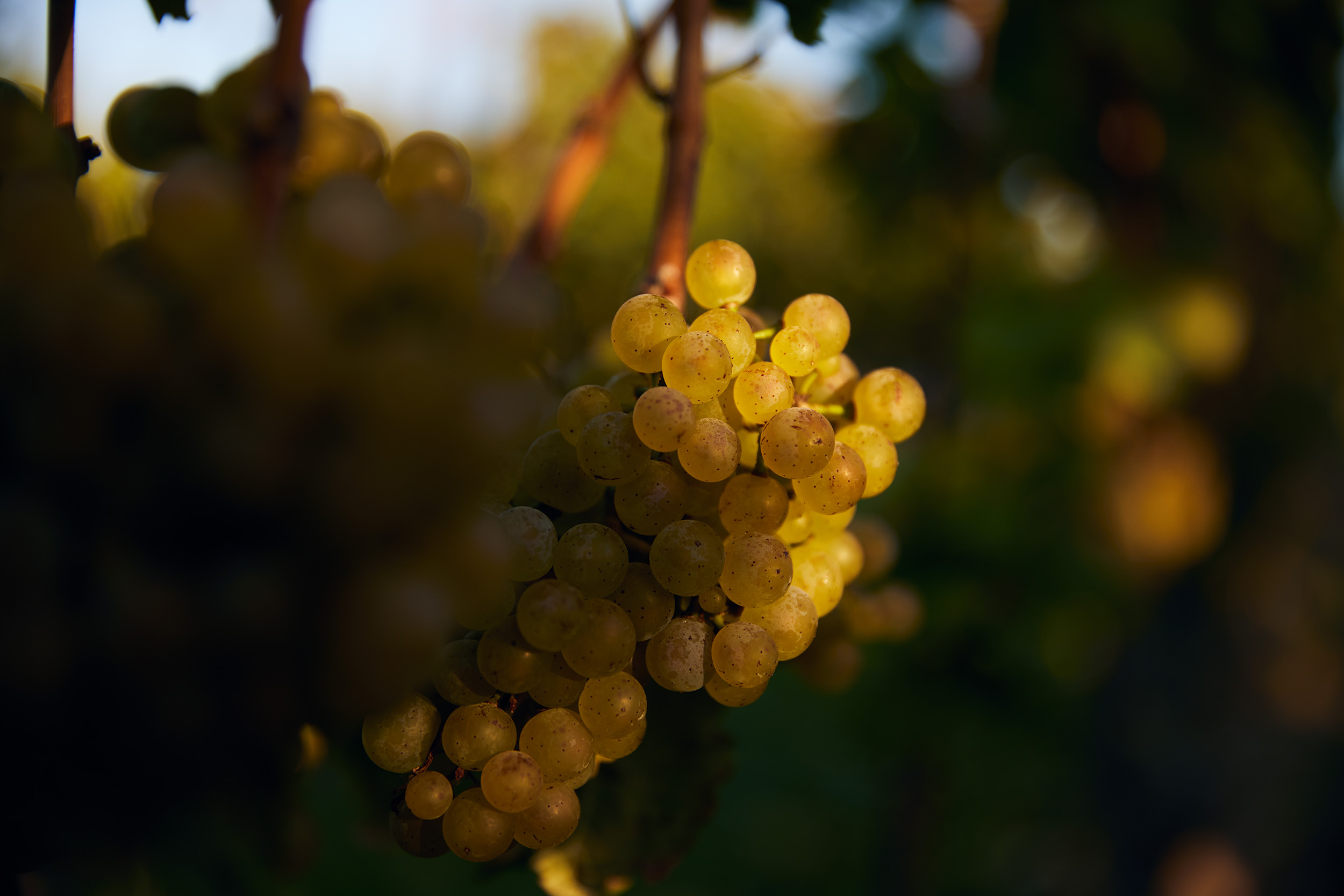 <p>Alle som har kj&oslash;rt gjennom de dramatiske landskapene og kastet et blikk p&aring; de bratte hengene i deler av Rheingau og Mosel, forst&aring;r intuitivt at slike steder m&aring; produsere vin med usedvanlige egenskaper. Rheinhessen er en region som bare i begrenset grad har slike i&oslash;ynefallende dramatiske lokaliseringer. Det n&aelig;rmeste er de mange bratte vinmarkene langs Rheinfront mellom Nierstein og Oppenheim. Monoton b&oslash;lgende regelmessighet og mangel p&aring; oppsiktsvekkende landskapsformasjoner er i grunnen mer karakteristisk for vinmarkenes beliggenhet i Rheinhessen, som i dag med god begrunnelse regnes for &aring; v&aelig;re blant Tysklands mest innovative og interessante vinomr&aring;der.</p>
<p>En av de viktigste &aring;rsakene til dette heter Weingut Wittmann, som i de siste &aring;rene har h&oslash;stet mye anerkjennelse i internasjonal presse. F&aring; produsenter i Tyskland lager i dag bedre t&oslash;rre rieslinger i en konsentrert fruktig, syrlig og klar vinstil enn Wittmann. Familien har v&aelig;rt virksomme i Westhofen i den sydlige delen av Rheinhessen siden 1663, men dagens h&oslash;ye reputasjon m&aring; kunne sies &aring; bygge p&aring; utviklingen i de siste 15 siste &aring;rene. I dag deles arbeidsoppgavene p&aring; eiendommen mellom Guenter, Elisabeth og s&oslash;nnen Phillip. Eiendommen er n&aring; p&aring; ca 25 hektar med en total produksjon p&aring; ca 150 000 flasker. Andelen riesling ligger p&aring; 35%, ellers dyrkes 16% m&uuml;ller-thurgau og 10% sylvaner, 10% weissburgunder og ca 30% andre druesorter.</p>