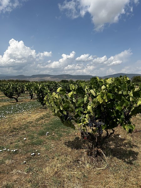 Alpha Estate ble etablert i 1997 av den anerkjente ønologen Angelos Iatridis og vinbonden Makis Mavridis. Fra start valgte de en kvalitetsfilosofi som stod i skarp kontrast til den rådende kulturen i Hellas på 90 tallet: lave avlinger, streng seleksjon og kompromissløs vinmaking. Resultatet lot ikke vente på seg – internasjonal anerkjennelse fulgte raskt, og i dag regnes Alpha Estate som en av Hellas fremste produsenter.
I dag drives eiendommen videre av neste generasjon, Angeliki Iatridou og Emorfili Mavridou, som viderefører visjonen om bærekraftig vinproduksjon med mennesket og økosystemet i sentrum.