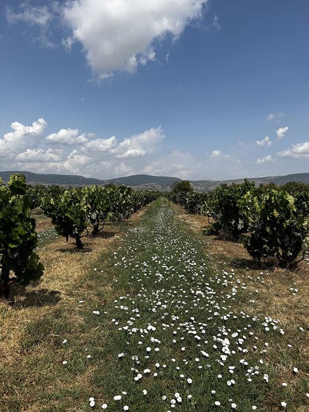 Alpha Estate ble etablert i 1997 av den anerkjente ønologen Angelos Iatridis og vinbonden Makis Mavridis. Fra start valgte de en kvalitetsfilosofi som stod i skarp kontrast til den rådende kulturen i Hellas på 90 tallet: lave avlinger, streng seleksjon og kompromissløs vinmaking. Resultatet lot ikke vente på seg – internasjonal anerkjennelse fulgte raskt, og i dag regnes Alpha Estate som en av Hellas fremste produsenter.
I dag drives eiendommen videre av neste generasjon, Angeliki Iatridou og Emorfili Mavridou, som viderefører visjonen om bærekraftig vinproduksjon med mennesket og økosystemet i sentrum.